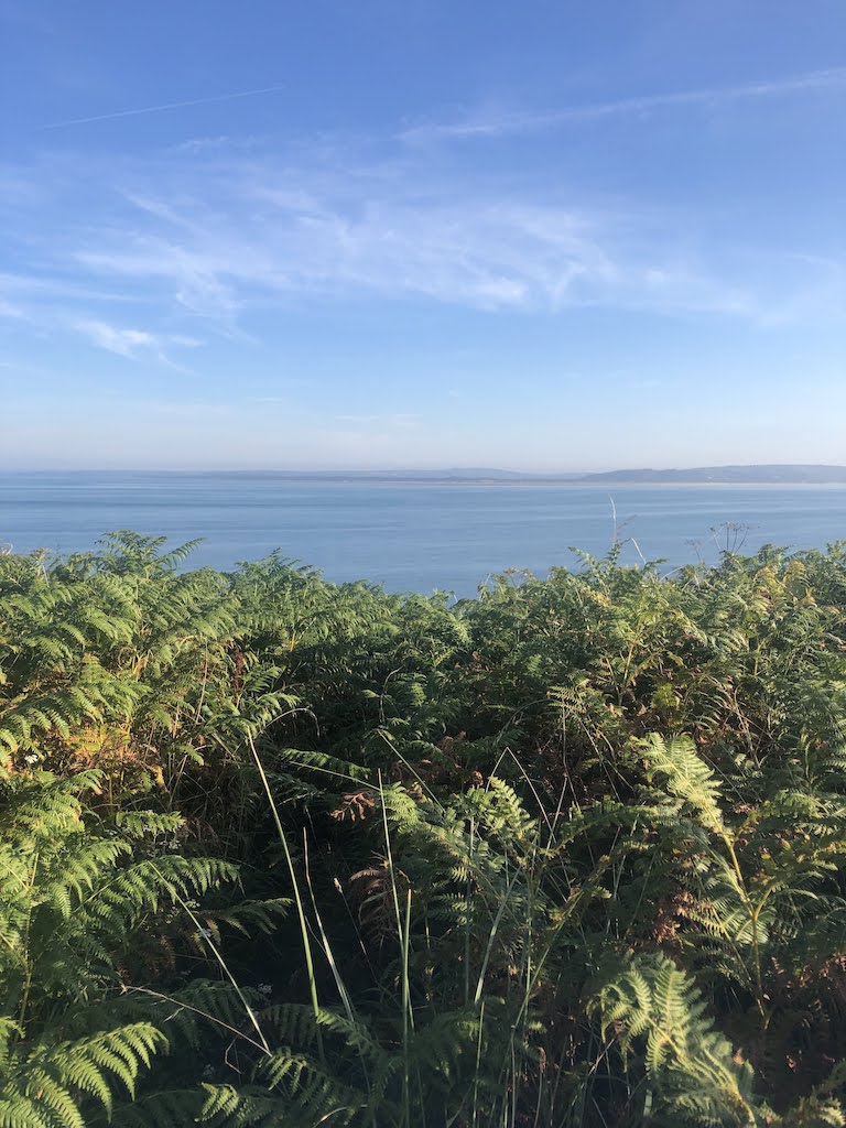 Looking over bushy green ferns at the sea and a hazy coastline in the distance.