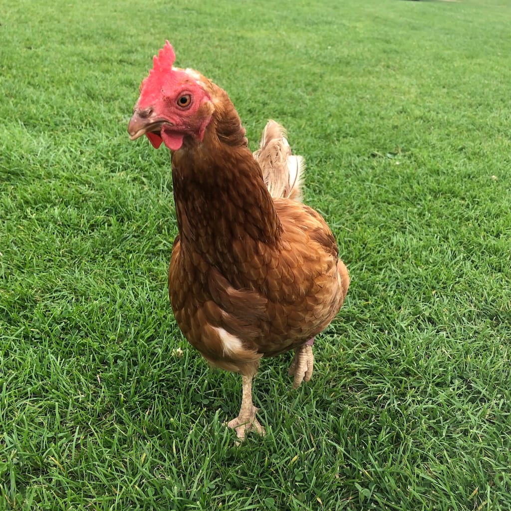 Close up of a brown chicken, walking towards the camera, on bright green grass.