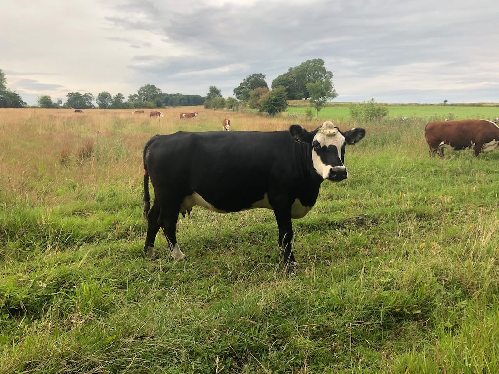 A black and white cow looks at the camera, it's standing in a big green field, brown and white cows are in the distance.