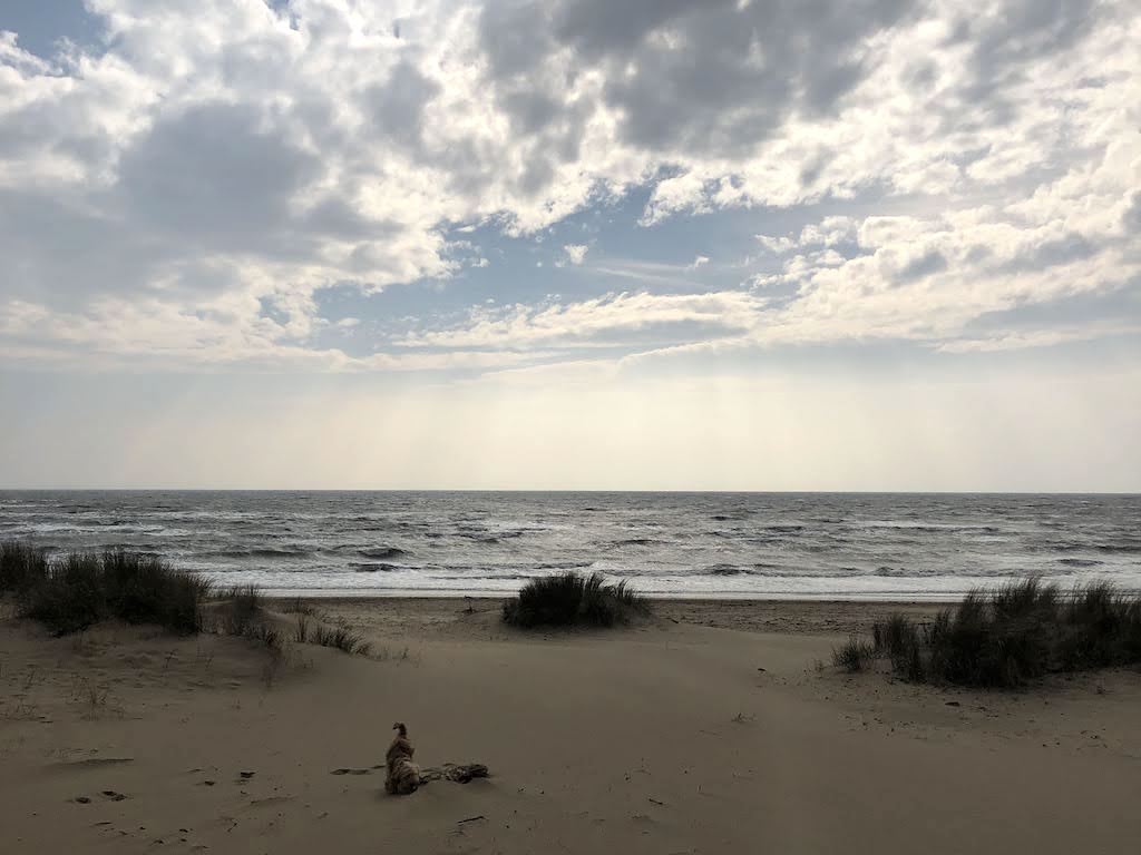 A small dog sniffs near 3 mounds of long grass in the sand. Choppy sea in the background. Rays of sun and blue sky break through a grey sky.